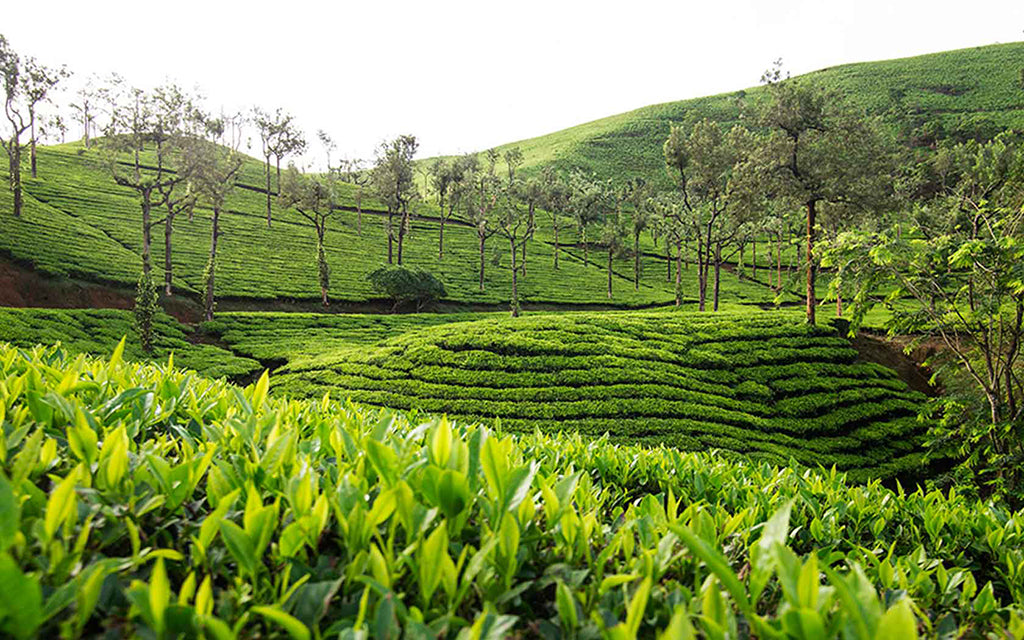 Golden Tips Tea sets an example in buying Avataa Green Tea at record high price