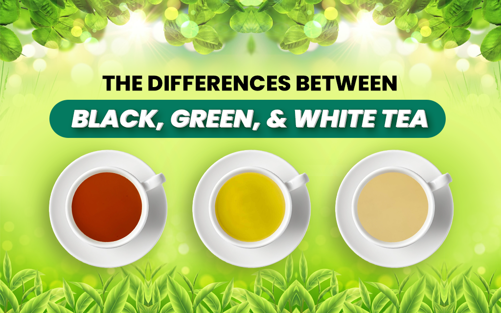 Tea Basics: Exploring the Differences between Black, Green, and