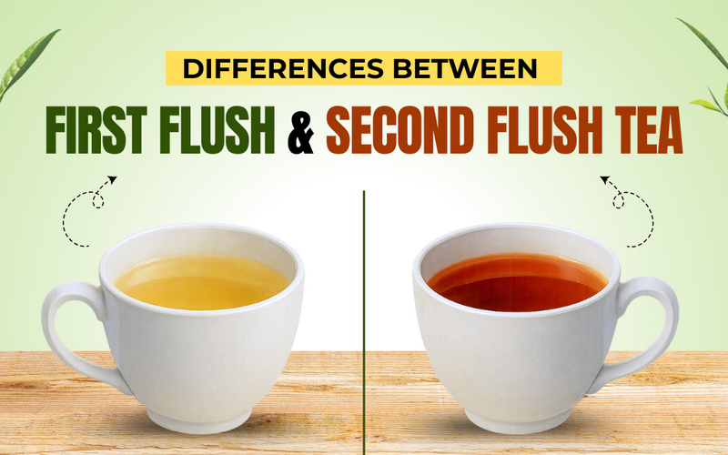 Differences Between First Flush and Second Flush Tea