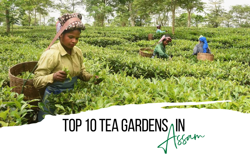 Assam Tea Types Top 10 Assam Tea Gardens in India – Golden Tips Tea (India)