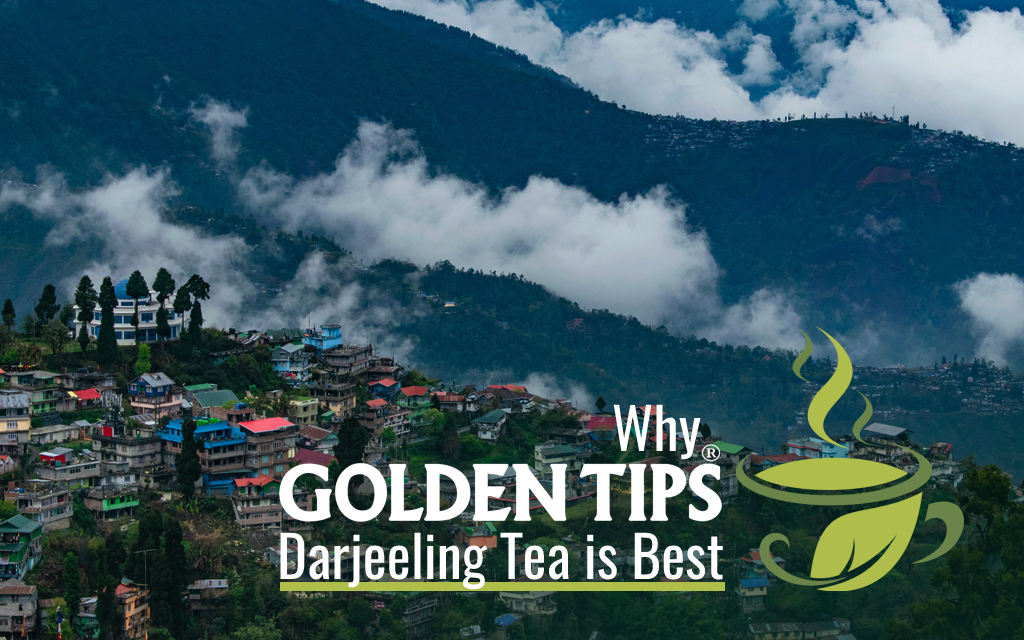 Why Golden Tips Darjeeling Tea Is Best