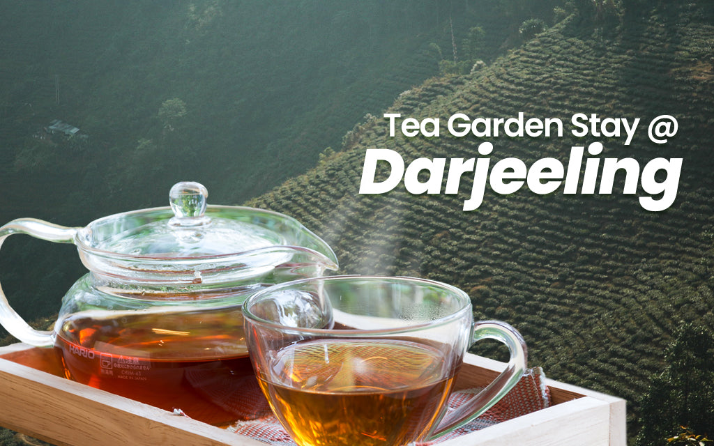 Tea garden stay darjeeling