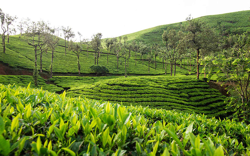 Golden Tips Tea sets an example in buying Avataa Green Tea at record high price